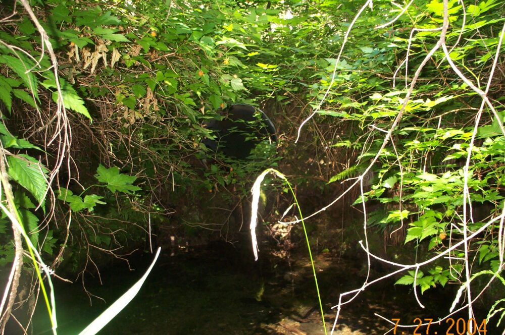 Image of old culvert. Culvert is in the stream bank below the road and is small and metal and about 1 foot above the water level. Culvert is surrounded by plants and leaves.