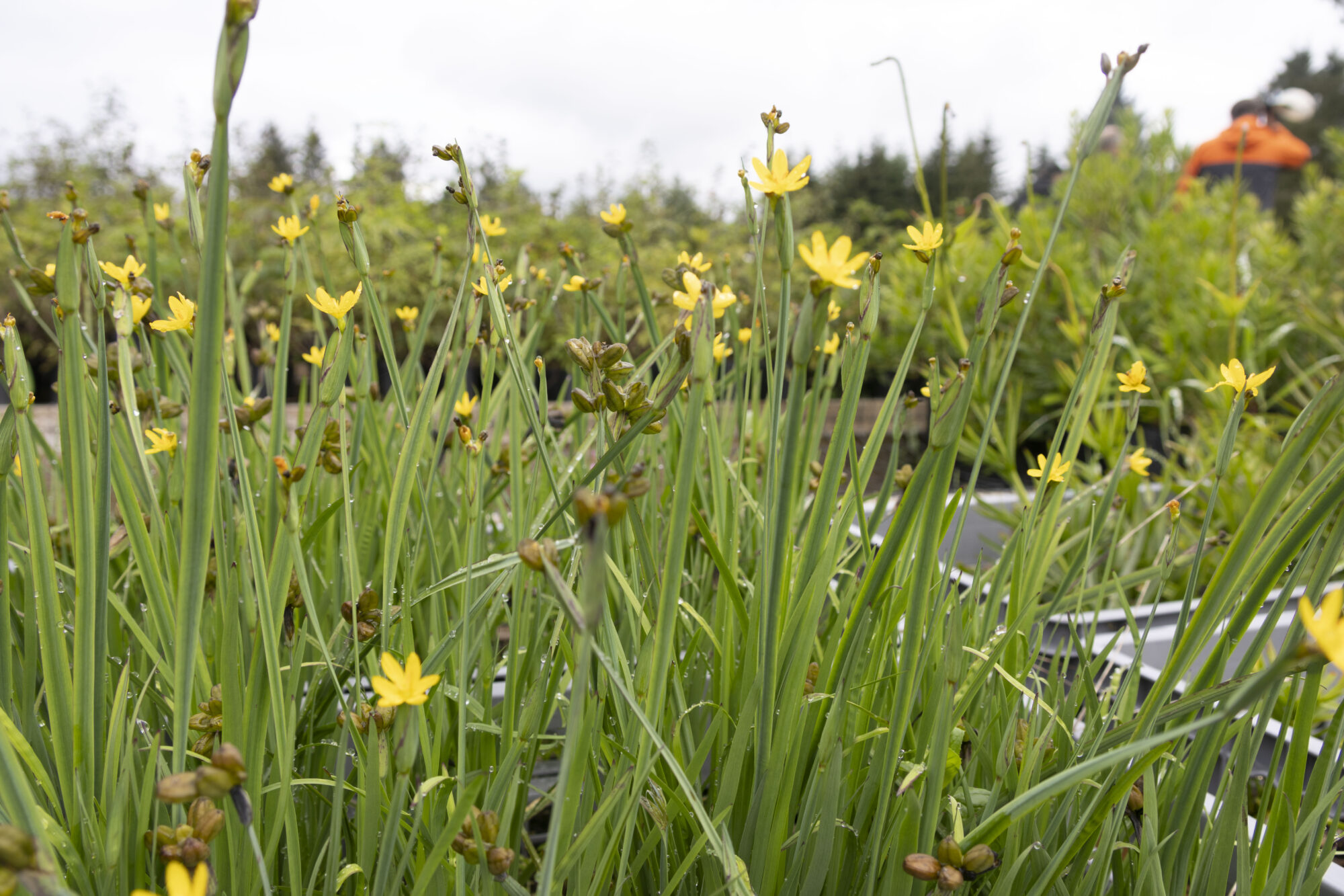 small yellow flowers on green stems in a garden