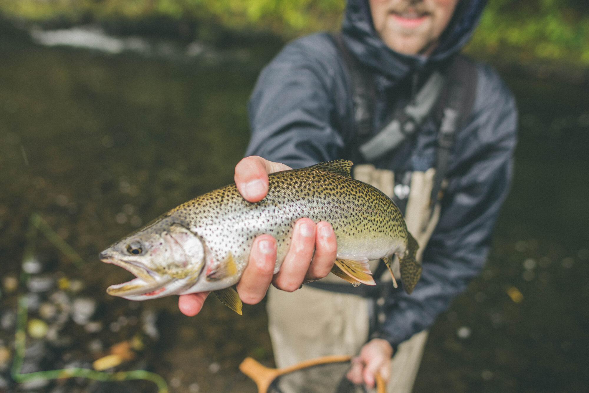 Focused on a cutthrout trout fish in a angler's hand with the angler and river blurry behind him.