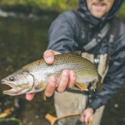 Focused on a cutthrout trout fish in a angler's hand with the angler and river blurry behind him.
