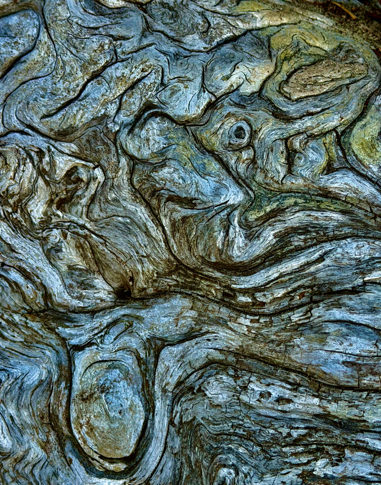 Artistic, blue, grey shot of the curves in driftwood