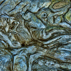 Artistic, blue, grey shot of the curves in driftwood