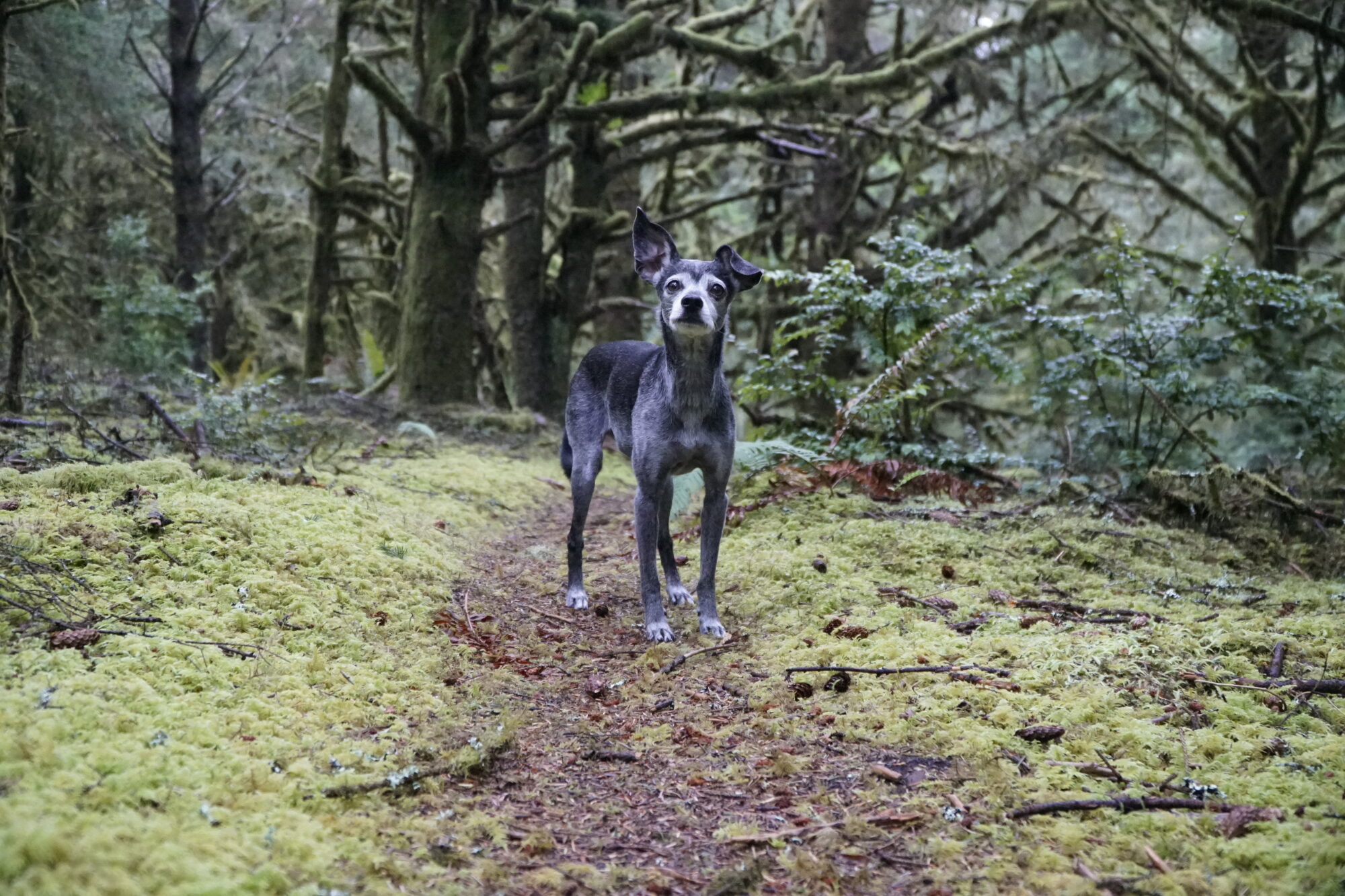 A small black dog in focus with a mossy evergreen forest behind it