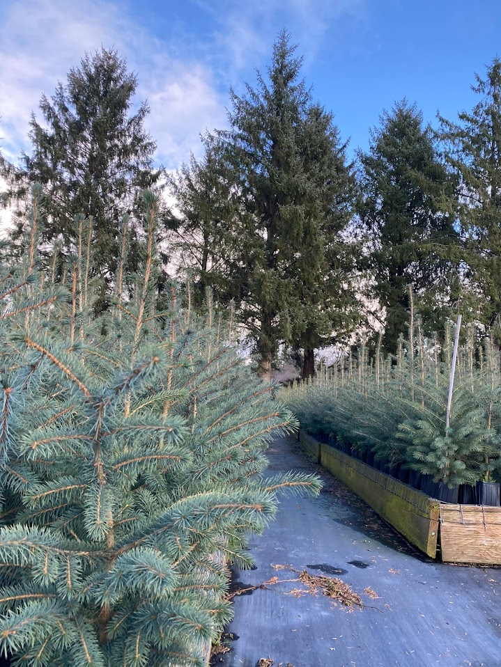 Spruce 2