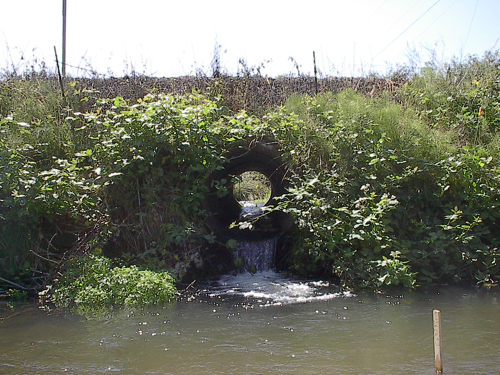 CUlvert is sitting above the water line with some water flowing through it