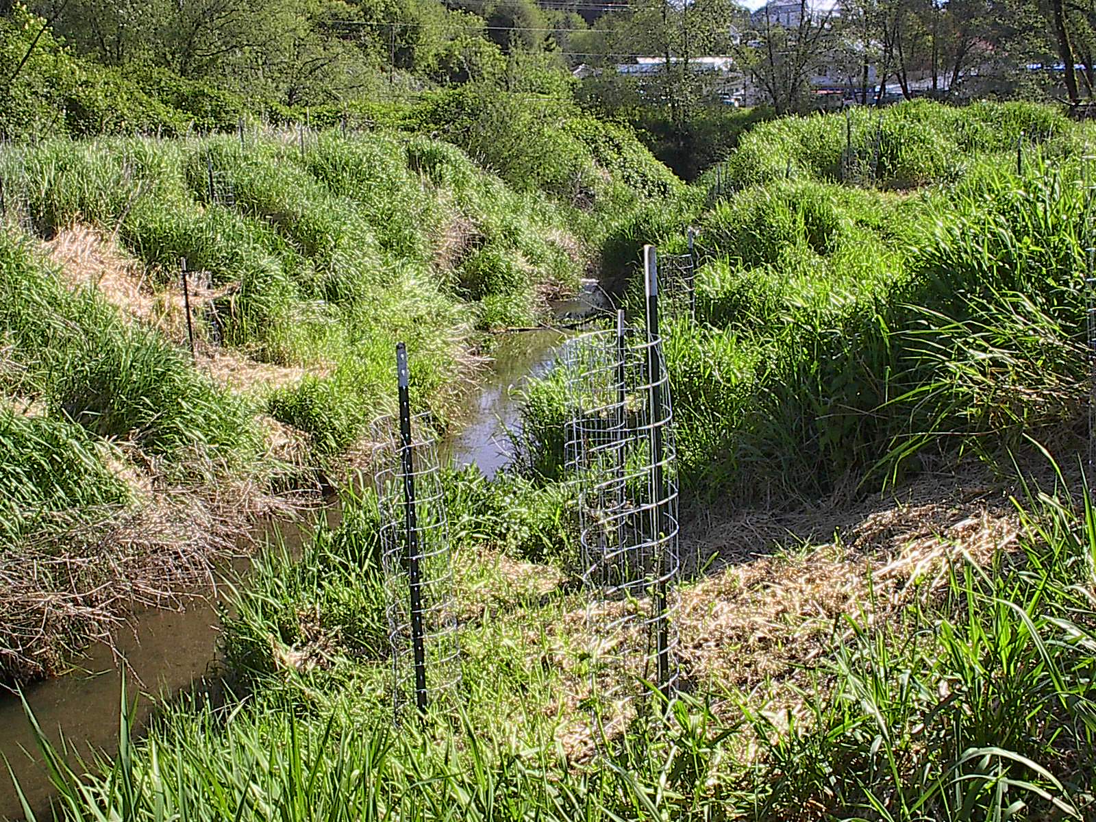 Shrub planted in riparian area.