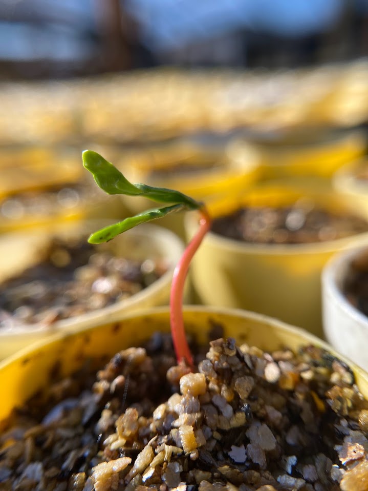 Vine maple seedling 3