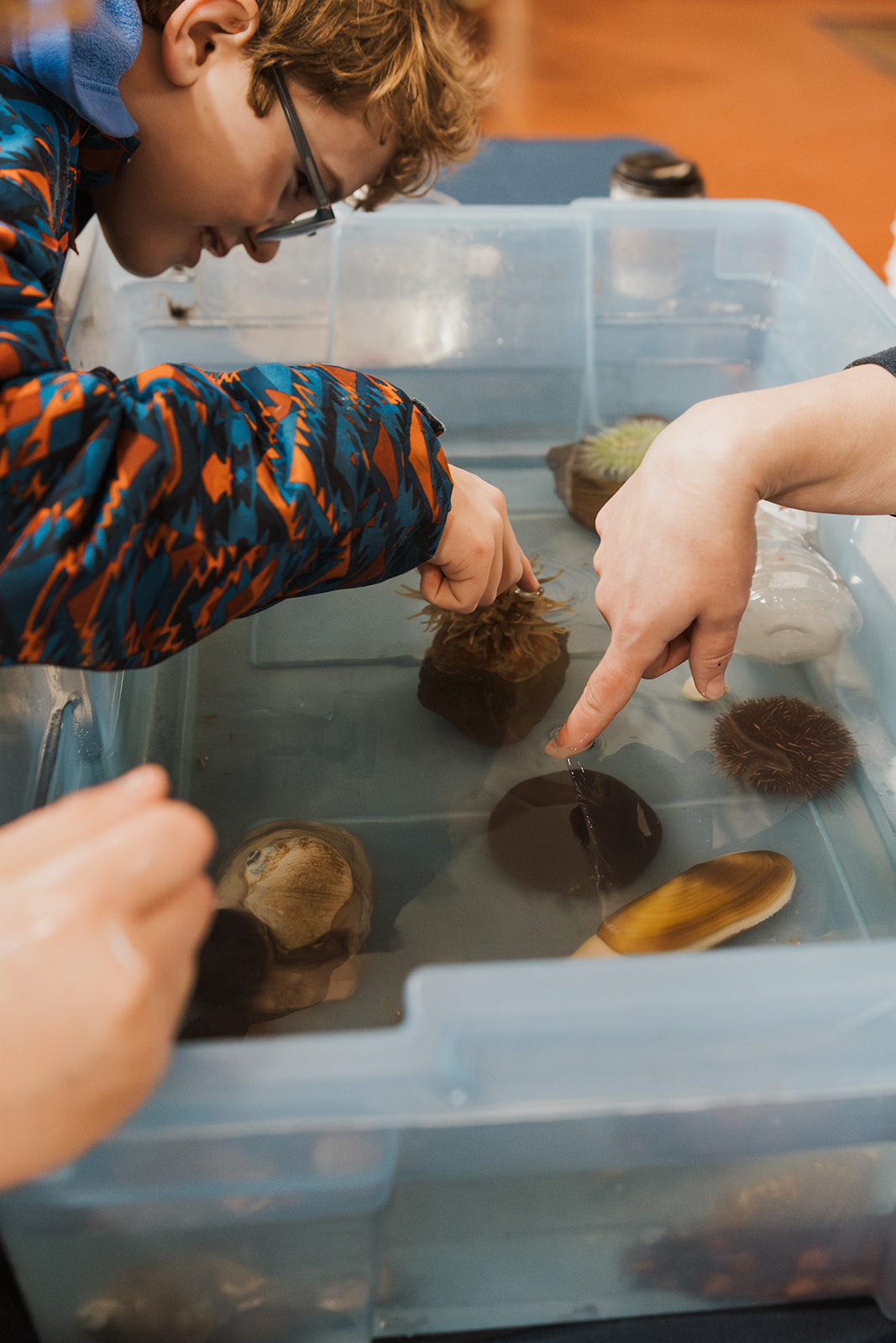 students hands in marine touch tank with urchins and sea anemones