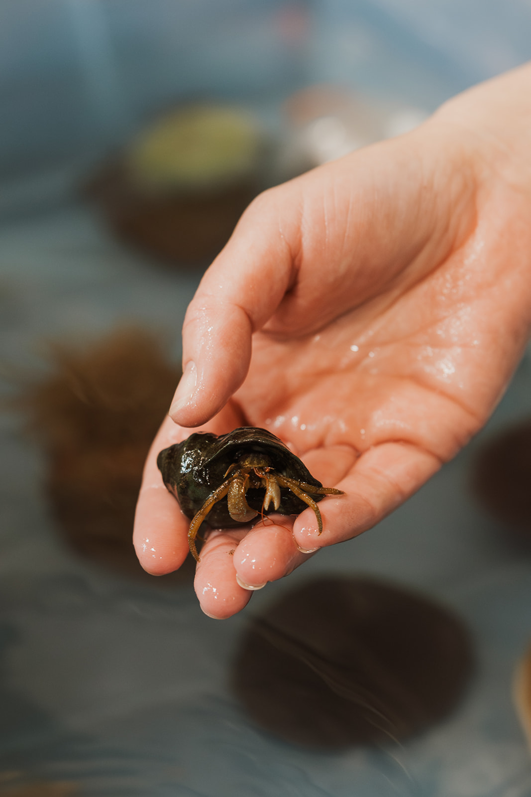 student hand holding a hermit crab