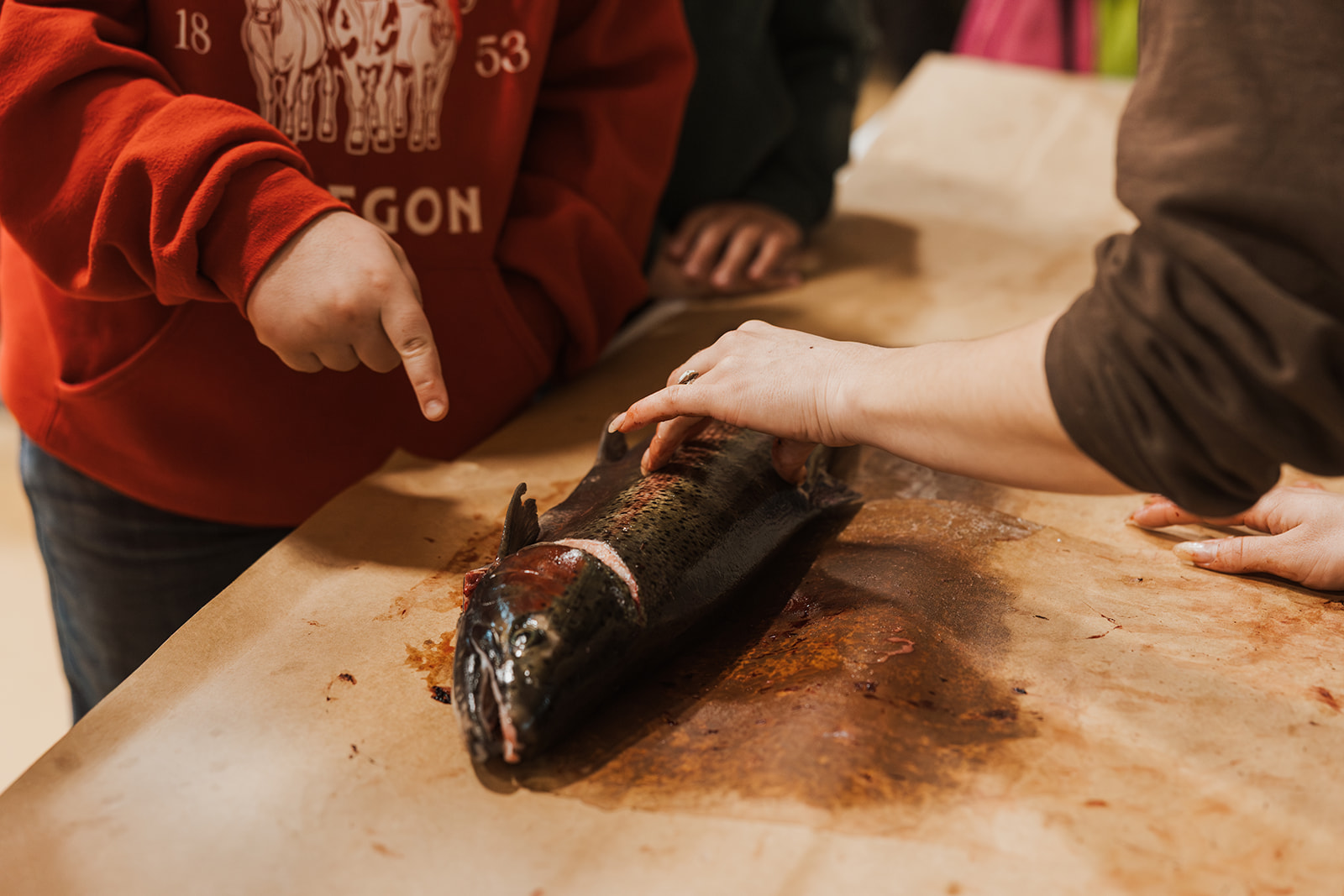 student pointing at salmon carcass used for anatomy lesson