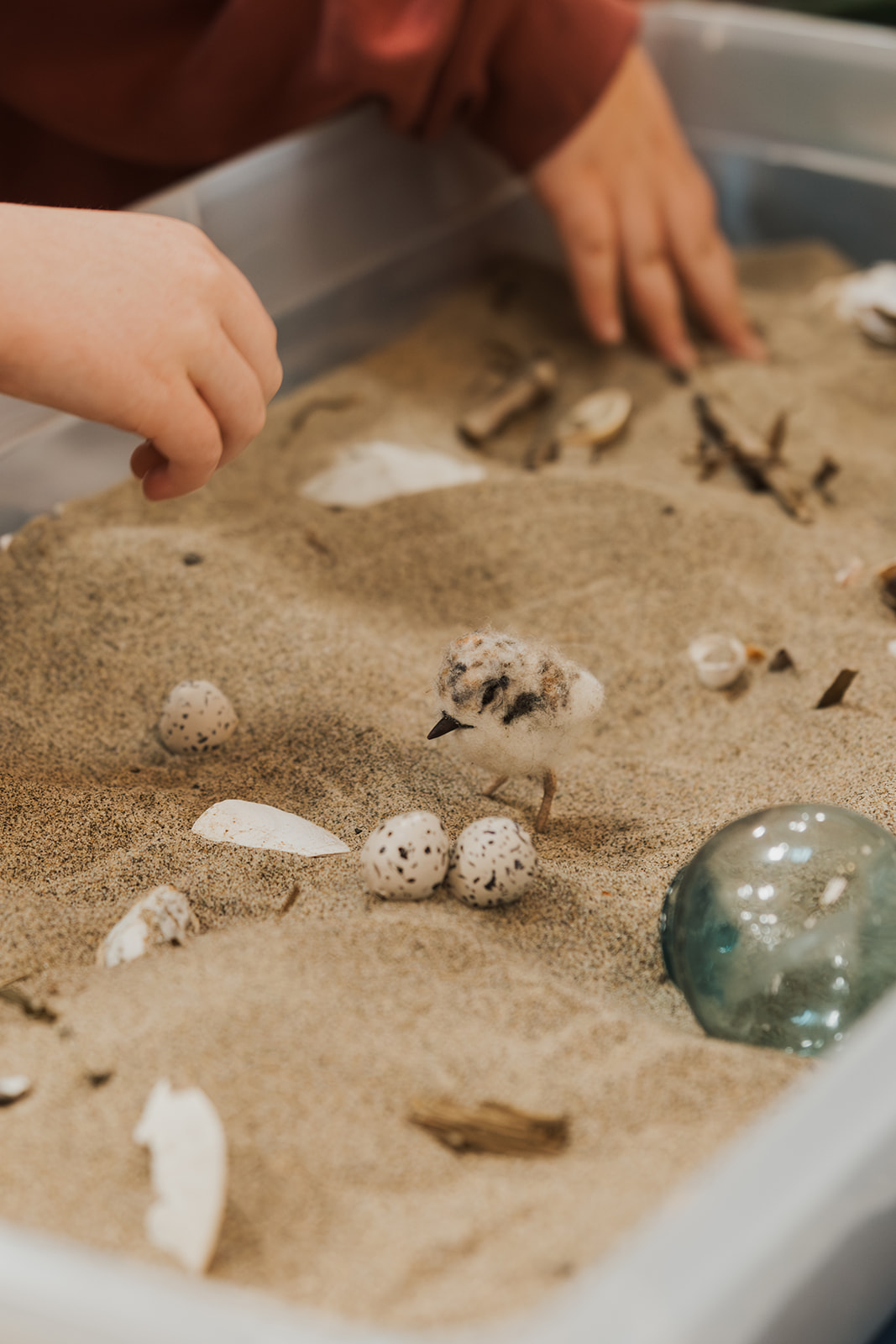 hands in touch tank filled with sand dollars and clams