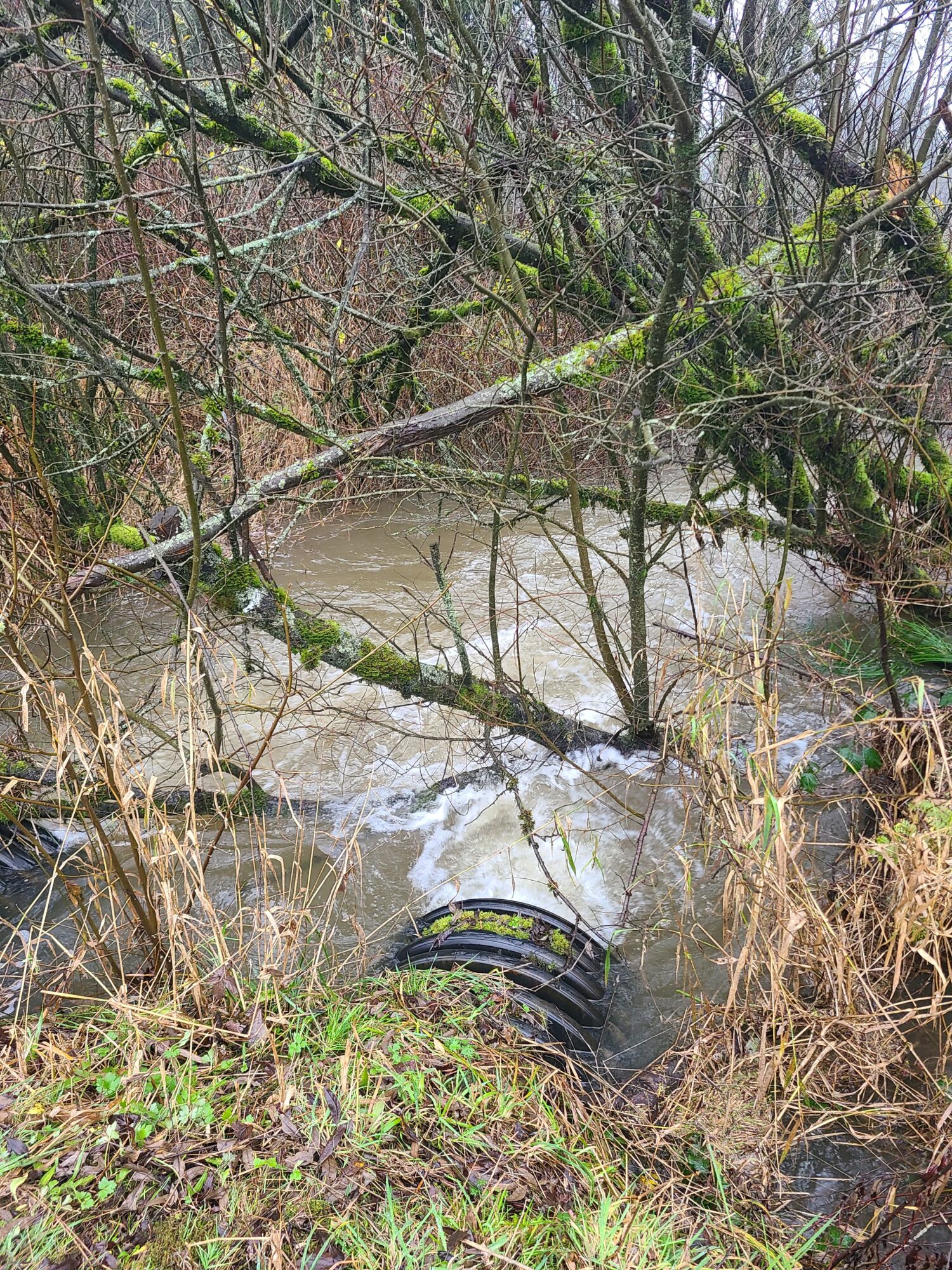 Mill Creek RFP picture