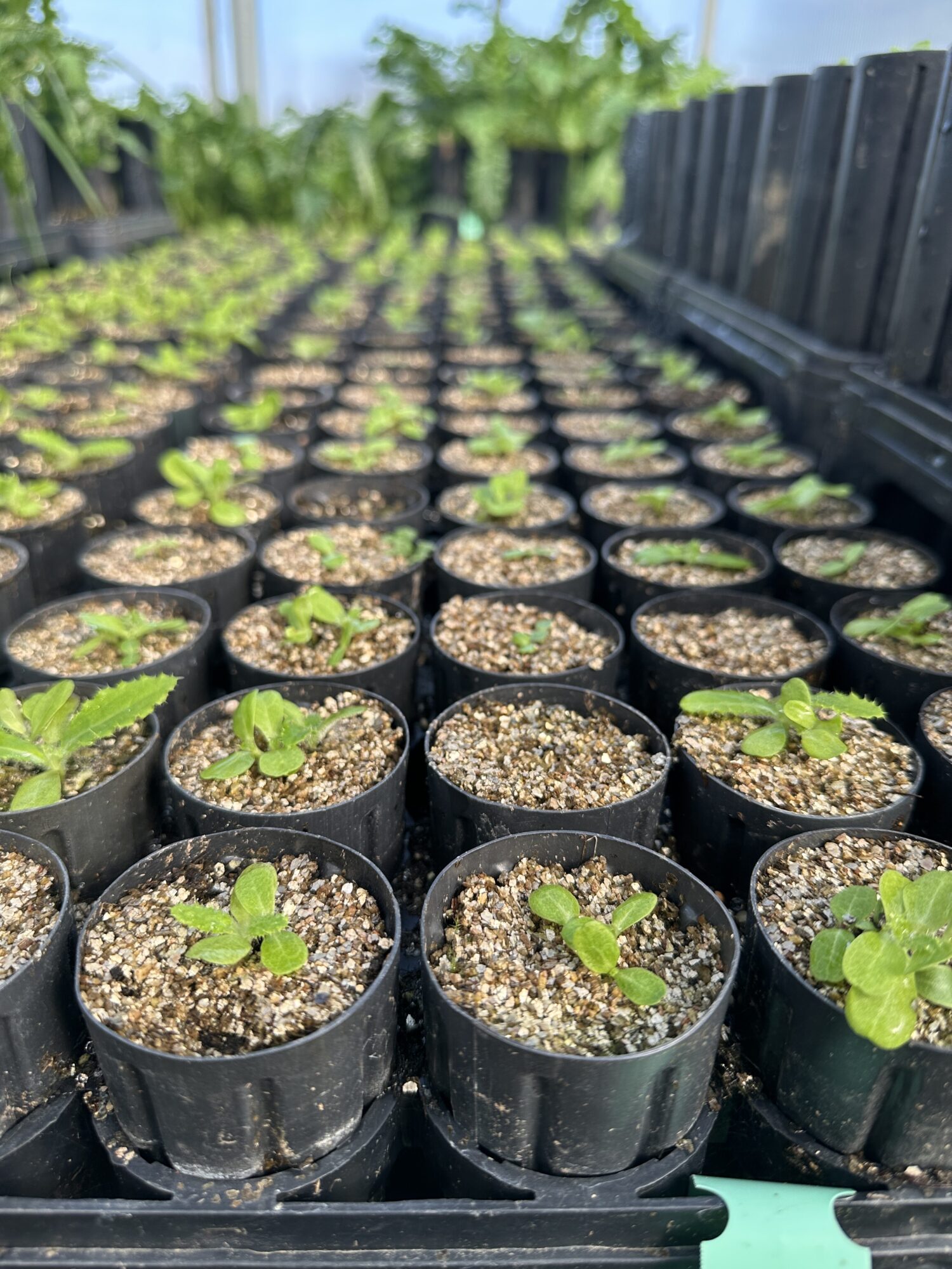 Row of small plants sprouting in black tubes