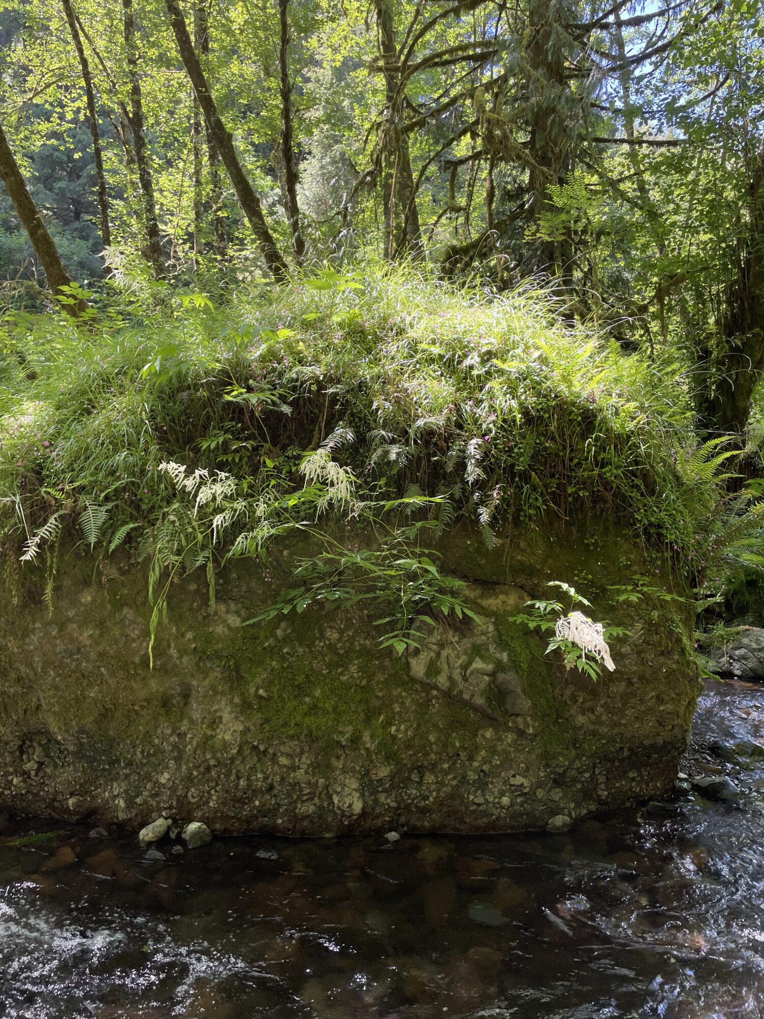 Boulder in river on a sunny day with lots of grass and ferns on it