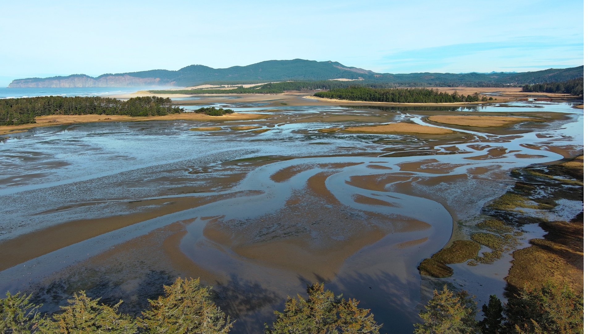 A photo taken from a drone of Sitka Sedge with the tidal cannels of the estuary highlighted by the low tide.