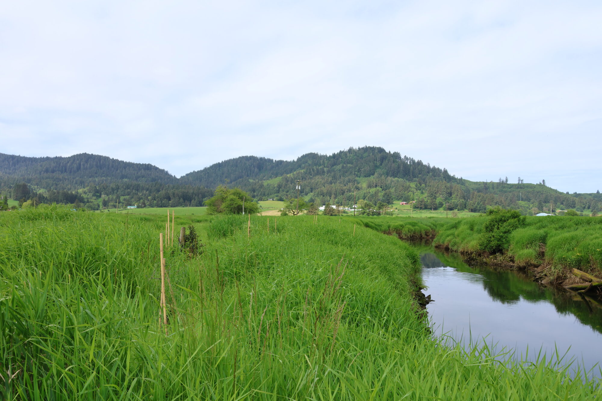 landscape of a winding river, with grassy borders and new plantings, with rolling hills and overcast skies.