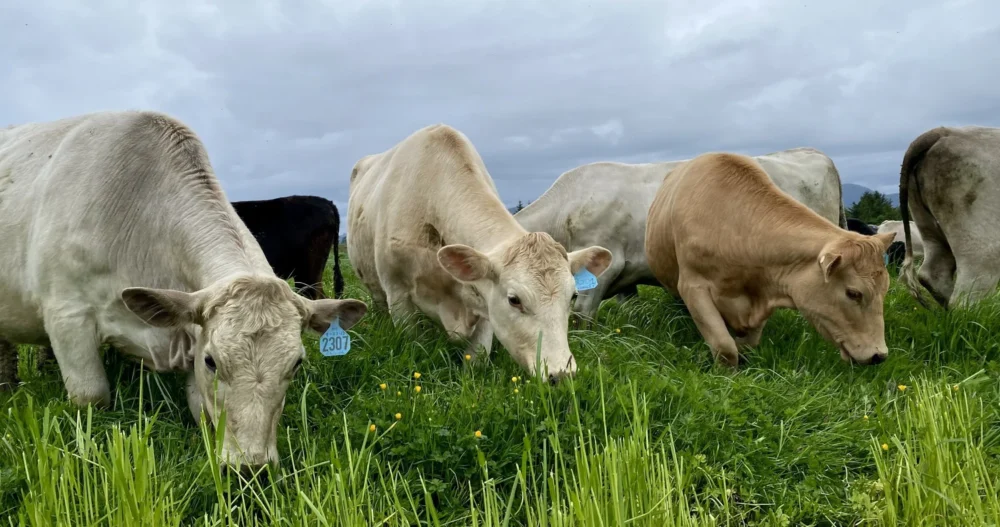 4 cows eating grass with overcast skies