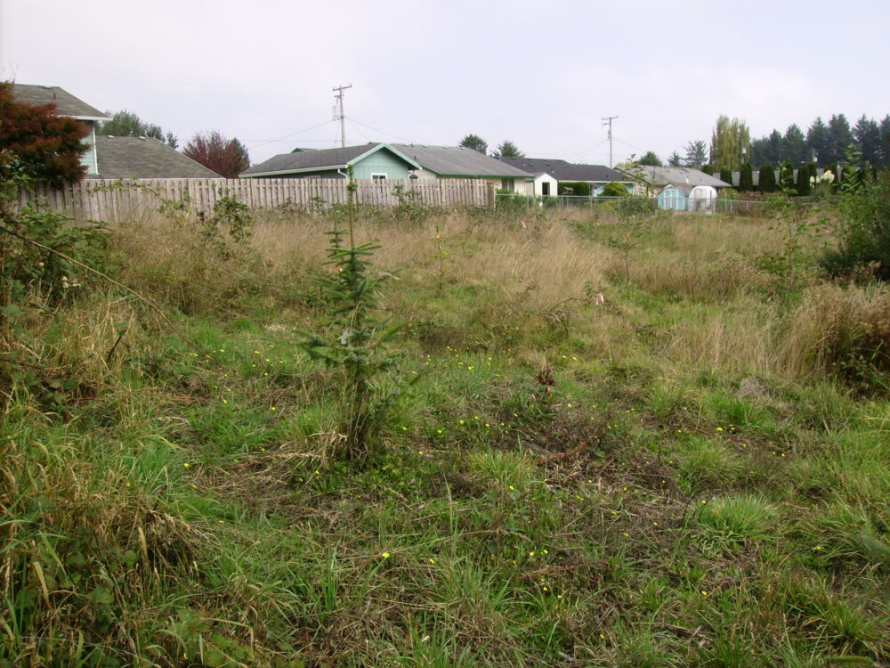View of newly planted trees in a grassy field with a fence and buildings in the back.