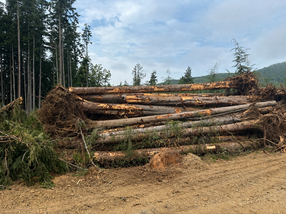 Stack of logs next to a dirt road and with tall fir trees behind